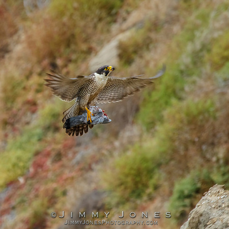 Peregrine Falcon With Kill