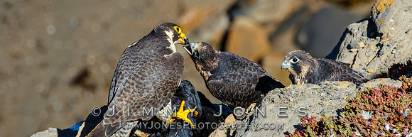 Peregrine Falcon Feeding Young