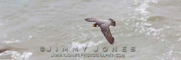 Peregrine Falcon