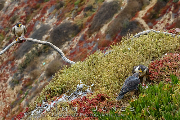 Peregrine Falcon Feeding Young