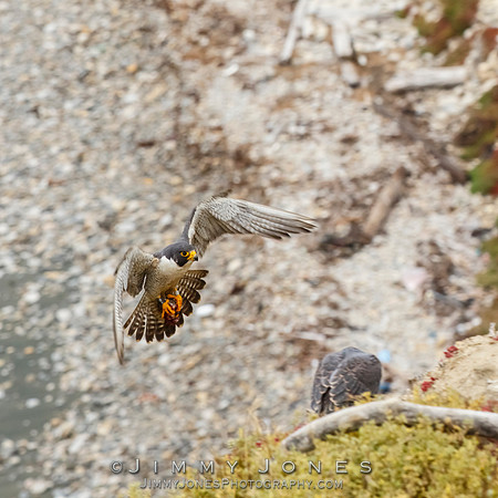 Peregrine Falcon