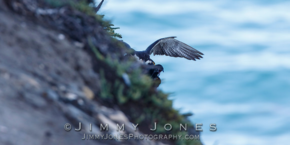 Peregrine Falcon Making a Kill