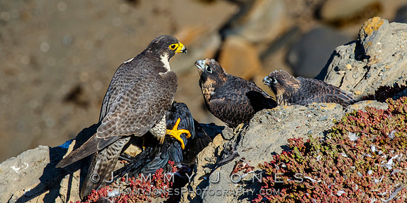 Peregrine Falcon Feeding Young