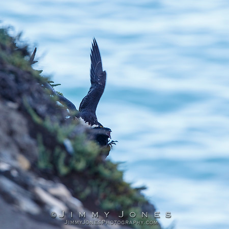 Peregrine Falcon Making a Kill