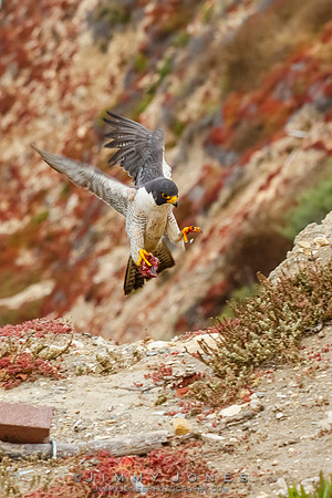 Peregrine Falcon