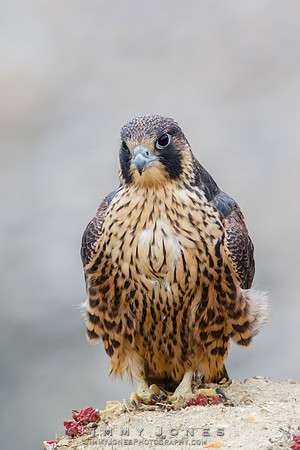 Peregrine Falcon - Juvenile