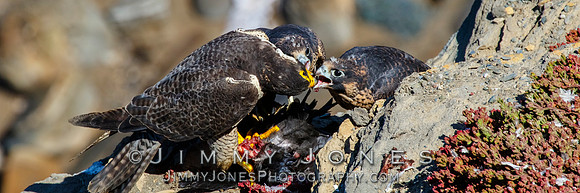 Peregrine Falcon Feeding Young