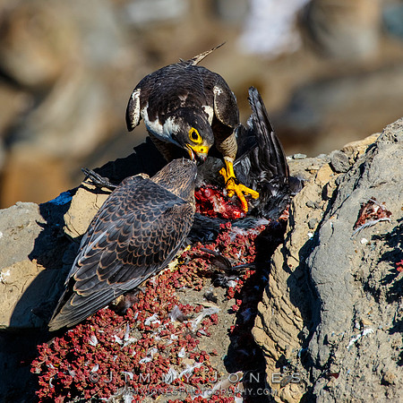 Peregrine Falcon Feeding Young