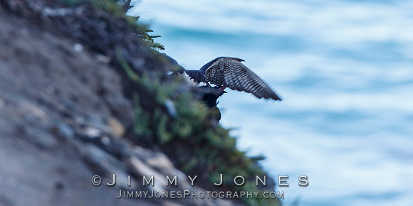 Peregrine Falcon Making a Kill