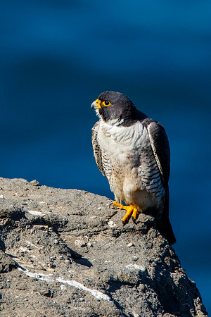 Peregrine Falcon