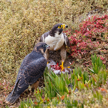 Peregrine Falcon Feeding Young