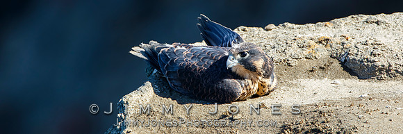 Peregrine Falcon - Juvenile