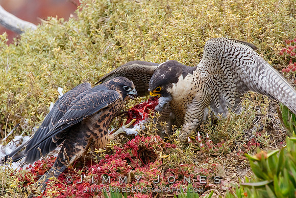 Peregrine Falcon Feeding Young
