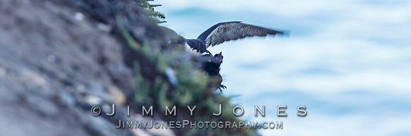 Peregrine Falcon Making a Kill