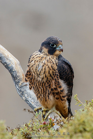 Peregrine Falcon - Juvenile