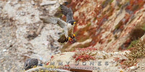 Peregrine Falcon
