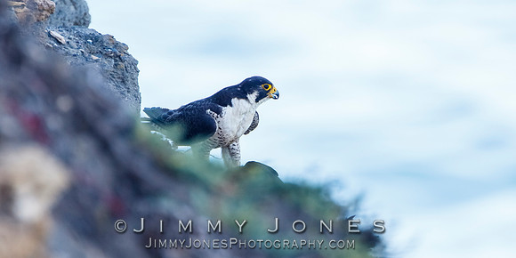 Peregrine Falcon