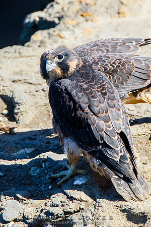 Peregrine Falcon - Juvenile