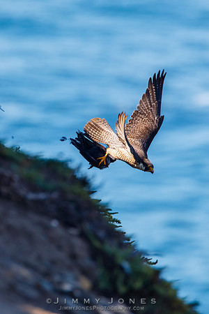 Peregrine Falcon With Kill