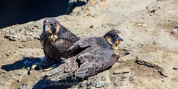 Peregrine Falcons - Juvenile