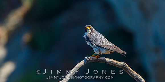 Peregrine Falcon