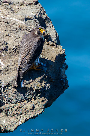 Peregrine Falcon