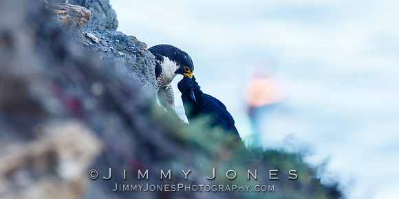 Peregrine Falcon Making a Kill