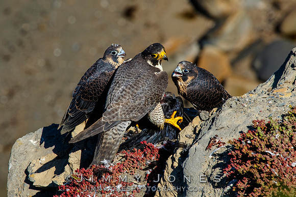 Peregrine Falcon Feeding Young