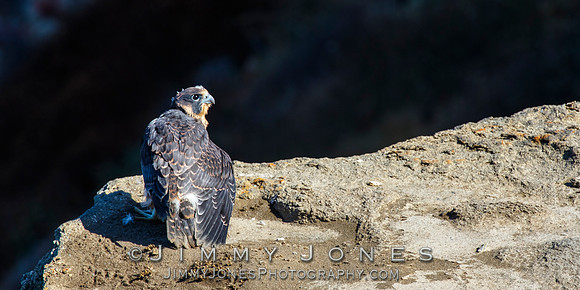 Peregrine Falcon - Juvenile
