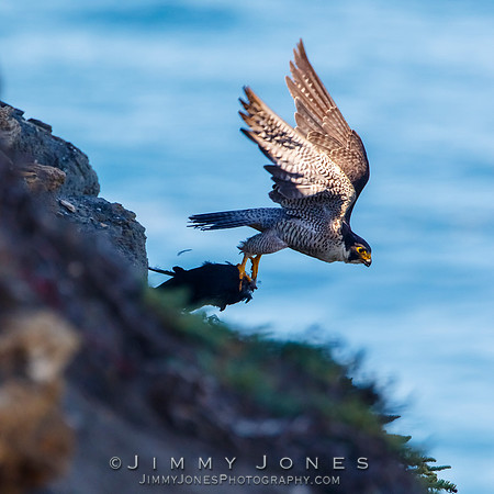 Peregrine Falcon With Kill
