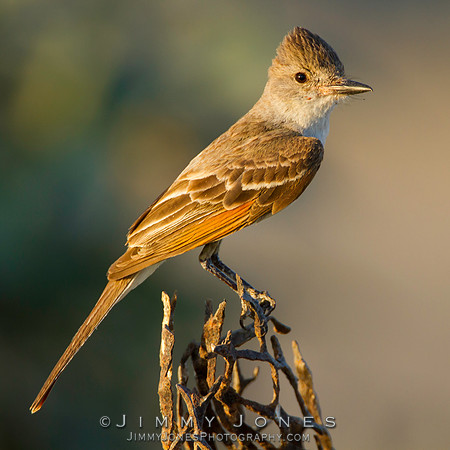 Ash-throated Flycatcher