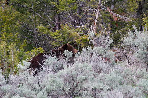 Grizzly Bear