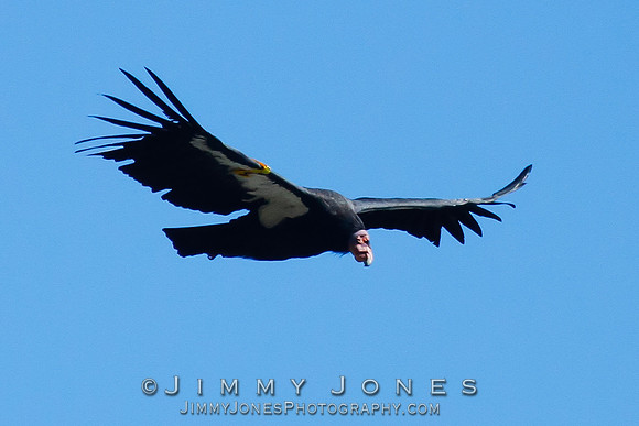 California Condor