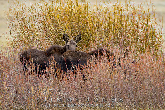 Moose
