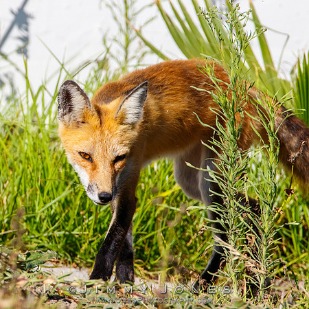 Red Fox
