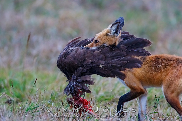Red Fox With Kill