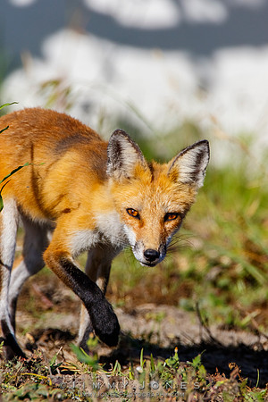Red Fox