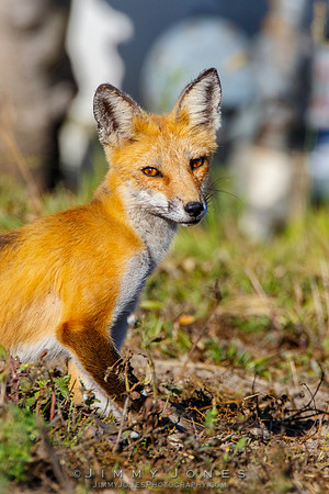 Red Fox