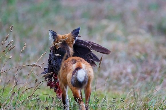Red Fox With Kill