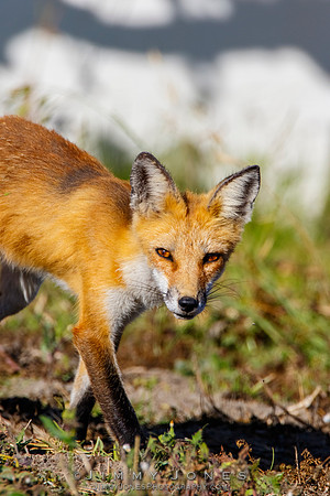 Red Fox