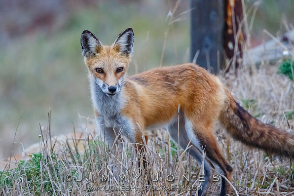 Red Fox