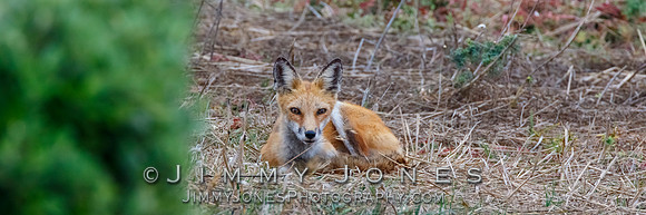 Red Fox