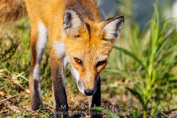 Red Fox