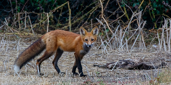 Red Fox Kit