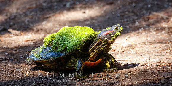 Red Eared Slider Covered in Algae