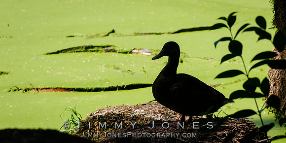 Mallard Duck