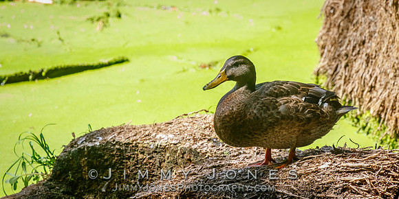 Mallard Duck