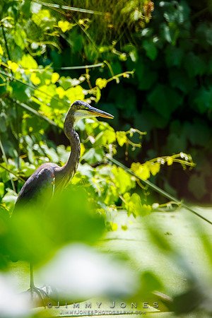 Blue Heron