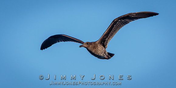 California Gull
