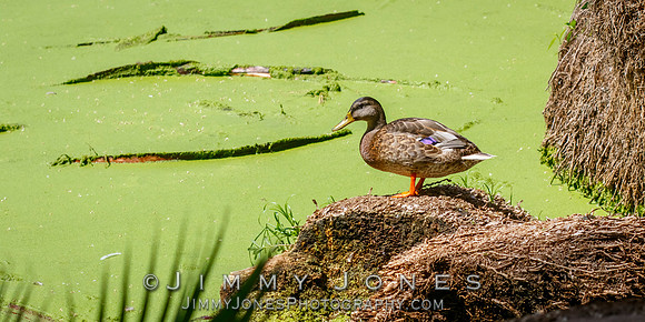 Mallard Duck